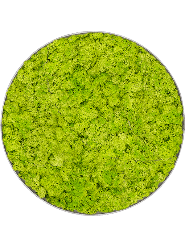 Rendiermos in lentegroen, naturel betonlook frame 50 cm