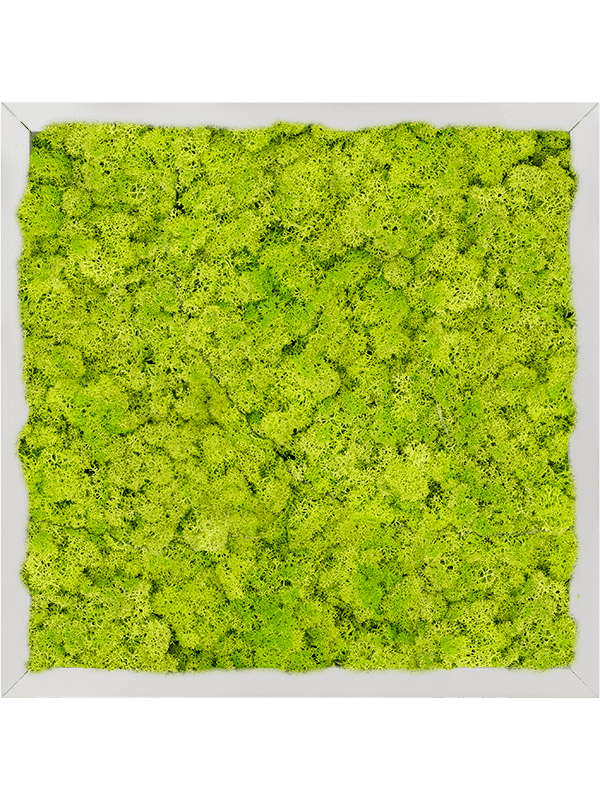 Aluminium 100% Rendiermos (Lentegroen)