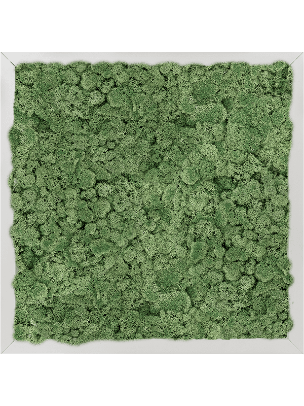 Aluminium 100% Rendiermos (Mosgroen)