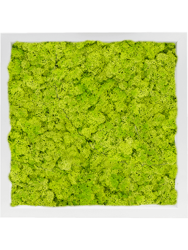 MDF RAL 9010 Zijdeglans 100% Rendiermos (Lentegroen)