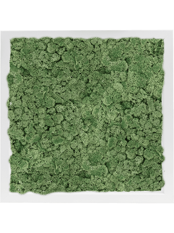 MDF RAL 9010 Zijdeglans 100% Rendiermos (Mosgroen)