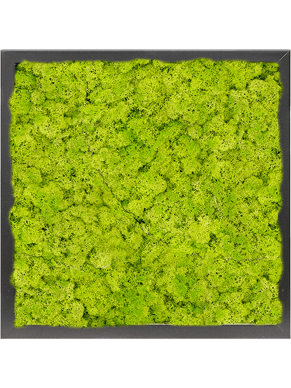 MDF RAL 9005 Zijdeglans 100% Rendiermos (Lentegroen)