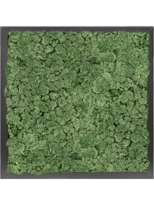 MDF RAL 9005 Zijdeglans 100% Rendiermos (Mosgroen)
