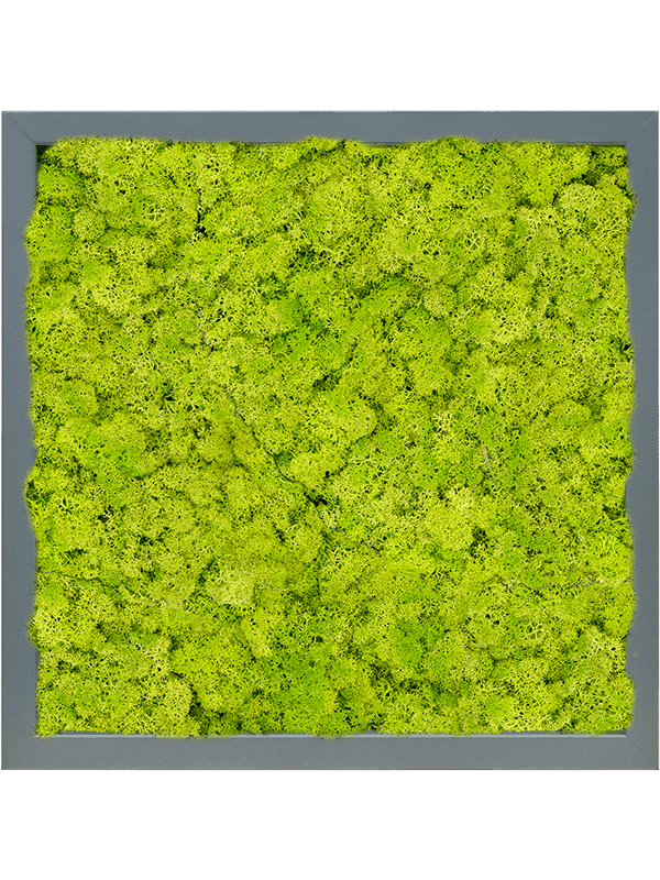 MDF RAL 7016 Zijdeglans 100% Rendiermos (Lentegroen)