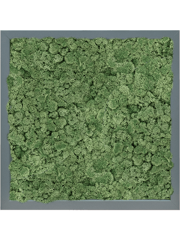 MDF RAL 7016 Zijdeglans 100% Rendiermos (Mosgroen)