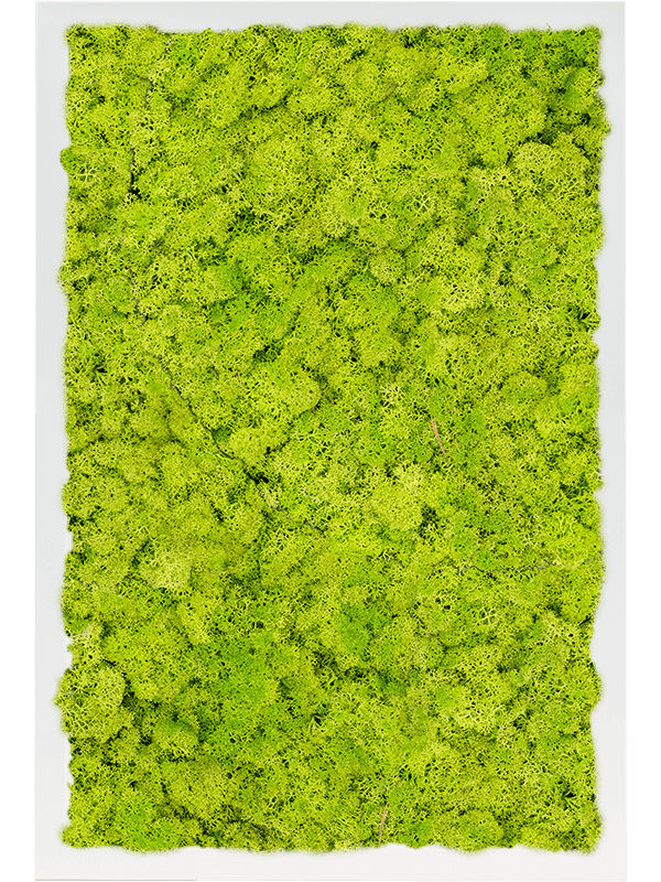 MDF RAL 9010 Zijdeglans 100% Rendiermos (Lentegroen)