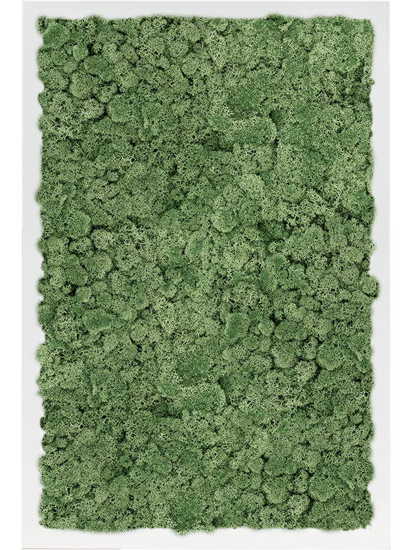 MDF RAL 9010 Zijdeglans 100% Rendiermos (Mosgroen)