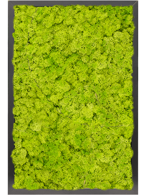 MDF RAL 9005 Zijdeglans 100% Rendiermos (Lentegroen)