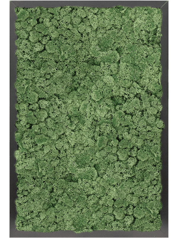 MDF RAL 9005 Zijdeglans 100% Rendiermos (Mos groen)
