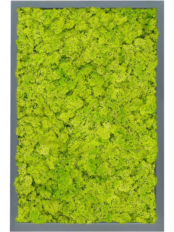 MDF RAL 7016 Zijdeglans 100% Rendiermos (Lentegroen)