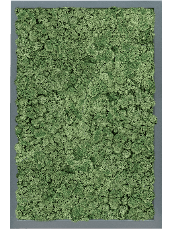 MDF RAL 7016 Zijdeglans 100% Rendiermos (Mosgroen)
