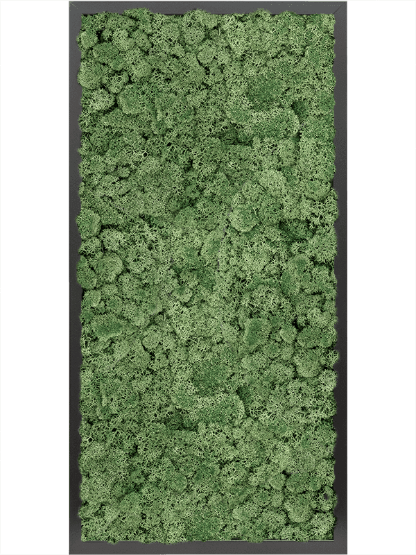 MDF RAL 9005 Zijdeglans 100% Rendiermos (Mosgroen)