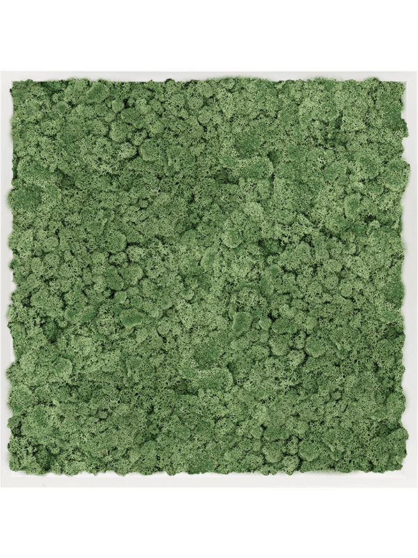 MDF RAL 9010 Zijdeglans 100% Rendiermos Mos Groen