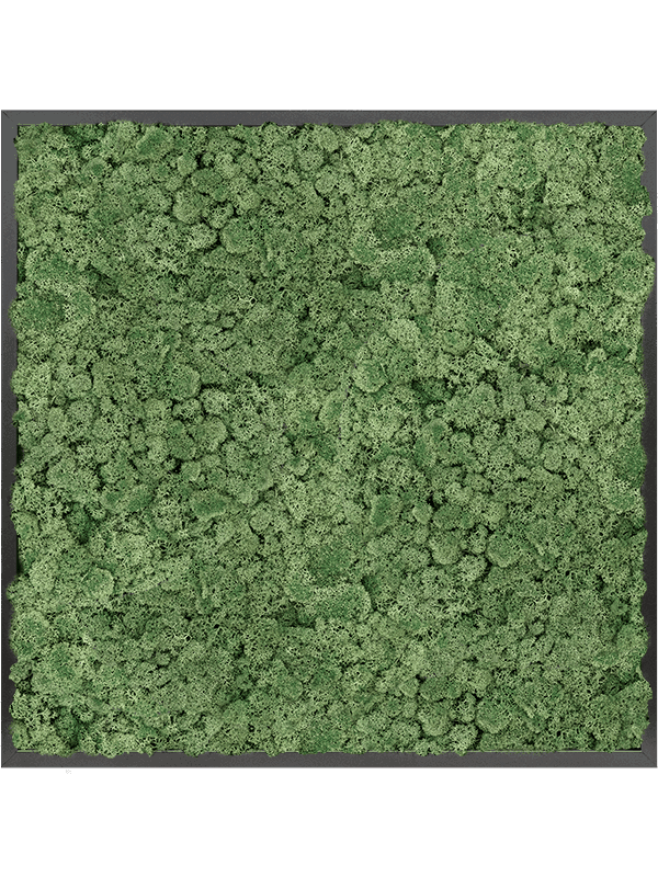 MDF RAL 9005 Zijdeglans 100% Rendiermos (MosGroen)