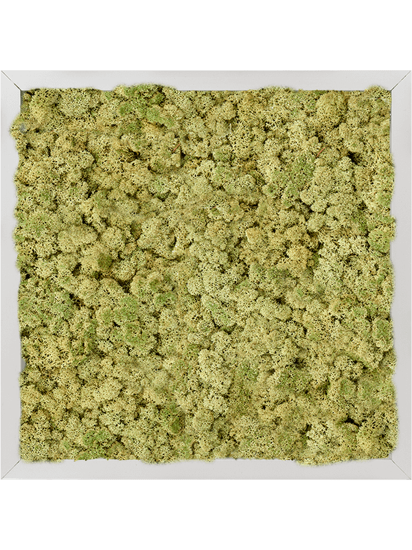 Aluminium 100% Rendiermos (Oudgroen)