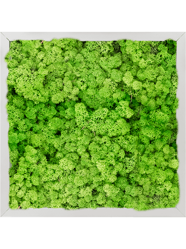 Aluminium 100% Rendiermos (Licht Grasgroen)