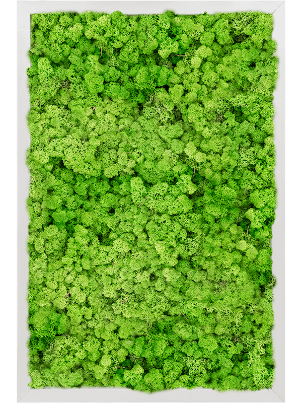 Aluminium 100% Rendiermos (Licht Grasgroen)