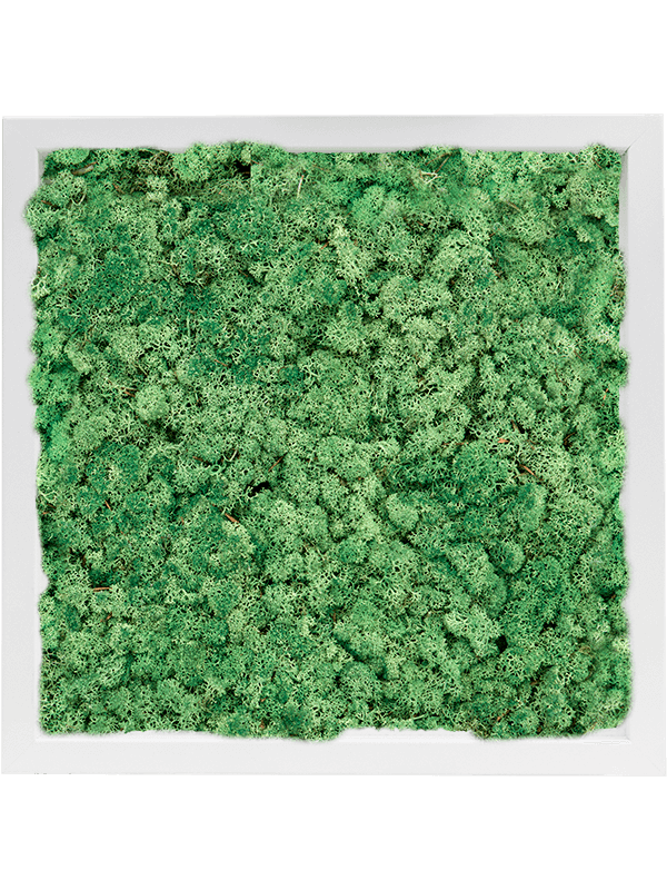 MDF RAL 9010 Zijdeglans 100% Rendiermos (Grasgroen)