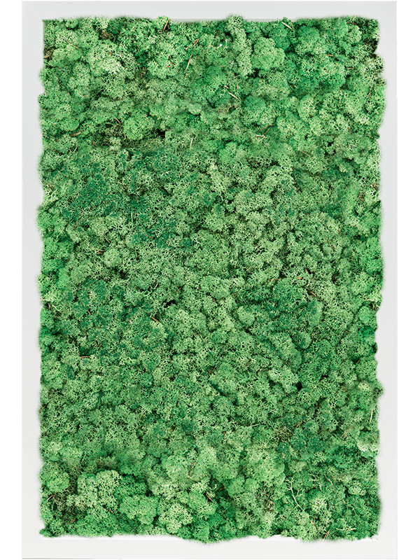 MDF RAL 9010 Zijdeglans 100% Rendiermos (Grasgroen)
