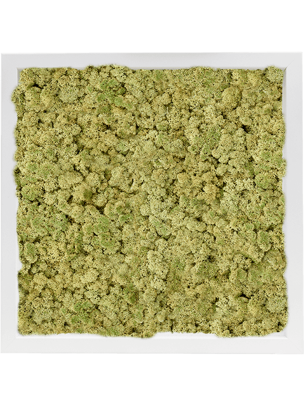 MDF RAL 9010 Zijdeglans 100% Rendiermos (Oudgroen)