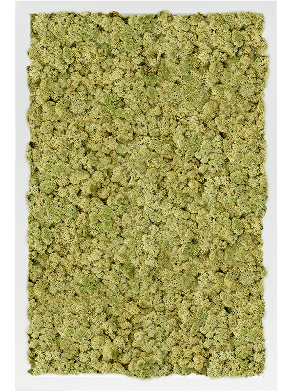 MDF RAL 9010 Zijdeglans 100% Rendiermos (Oudgroen)