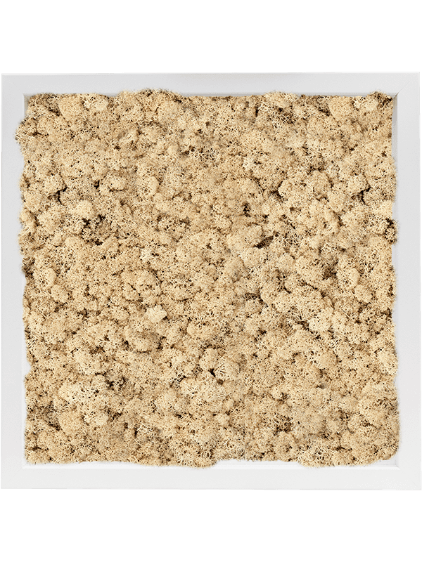 MDF RAL 9010 Zijdeglans 100% Rendiermos (Naturel)