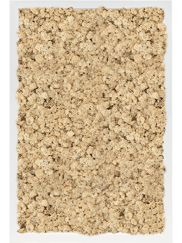 MDF RAL 9010 Zijdeglans 100% Rendiermos (Naturel)