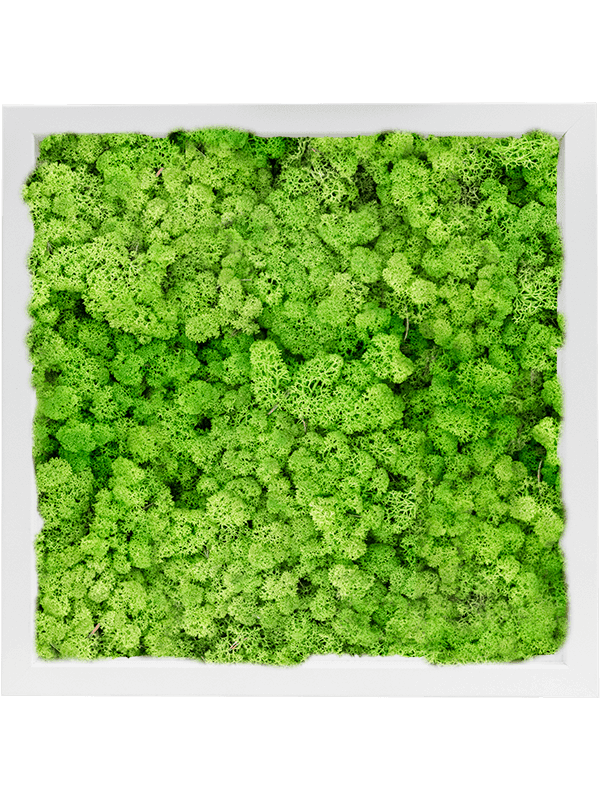 MDF RAL 9010 Zijdeglans 100% Rendiermos (Licht Grasgroen)