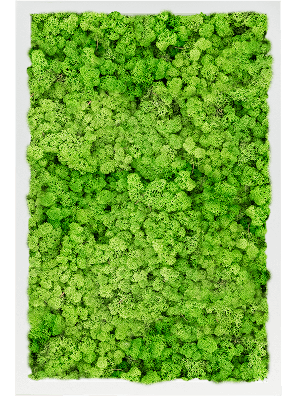 MDF RAL 9010 Zijdeglans 100% Rendiermos (Licht Grasgroen)