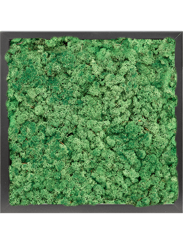 MDF RAL 9005 Zijdeglans 100% Rendiermos (Grasgroen)