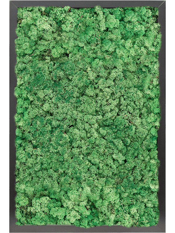 MDF RAL 9005 Zijdeglans 100% Rendiermos (Grasgroen)