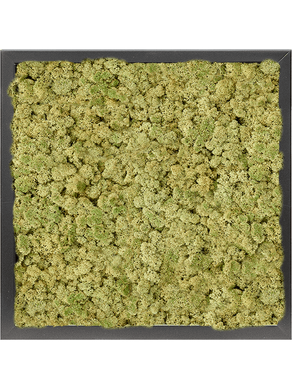 MDF RAL 9005 Zijdeglans 100% Rendiermos (Oudgroen)