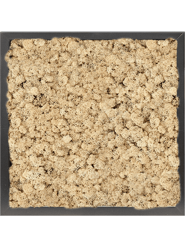 MDF RAL 9005 Zijdeglans 100% Rendiermos (Naturel)