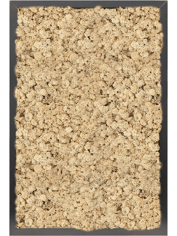 MDF RAL 9005 Zijdeglans 100% Rendiermos (Naturel)