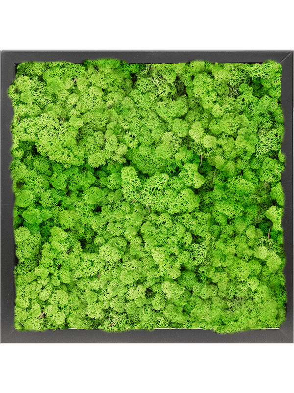 MDF RAL 9005 Zijdeglans 100% Rendiermos (Licht Grasgroen)