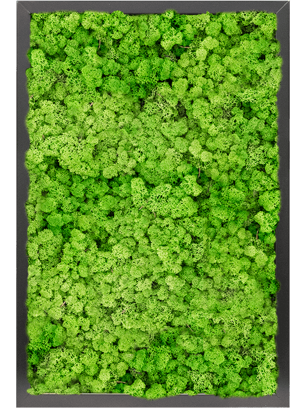 MDF RAL 9005 Zijdeglans 100% Rendiermos (Licht Grasgroen)
