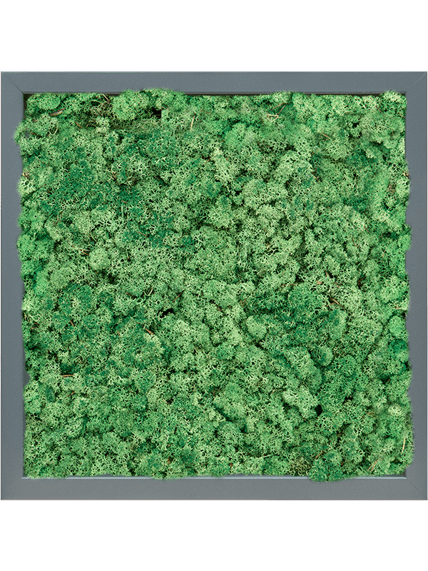 MDF RAL 7016 Zijdeglans 100% Rendiermos (Grasgroen)