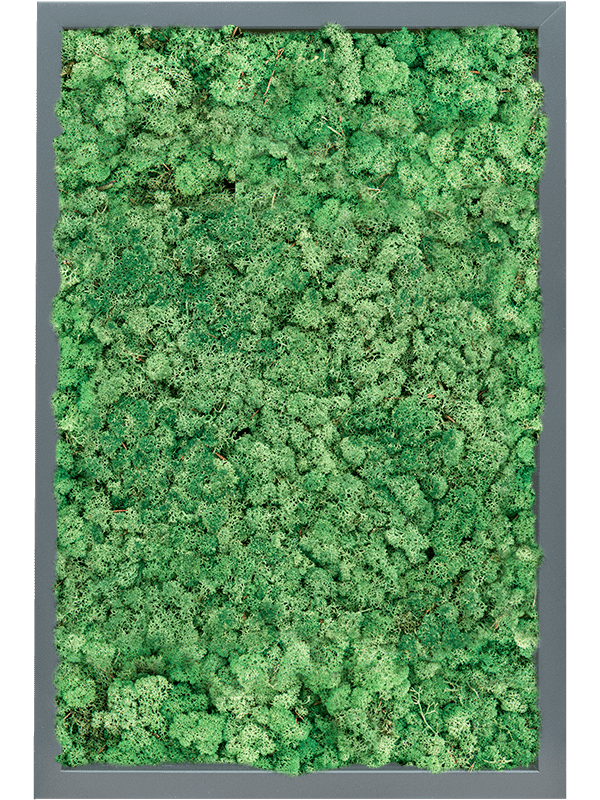 MDF RAL 7016 Zijdeglans 100% Rendiermos (Grasgroen)