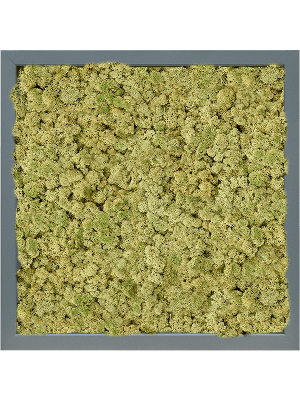 MDF RAL 7016 Zijdeglans 100% Rendiermos (Oudgroen)