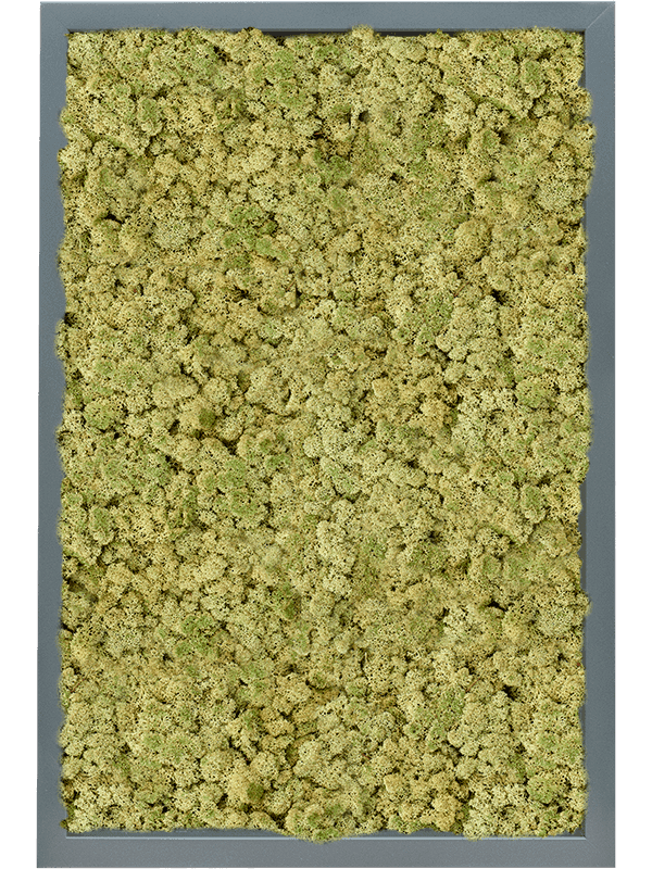 MDF RAL 7016 Zijdeglans 100% Rendiermos (Oudgroen)