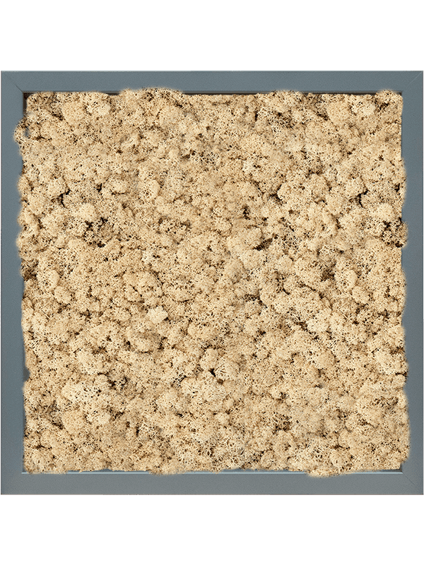 MDF RAL 7016 Zijdeglans 100% Rendiermos (Naturel)