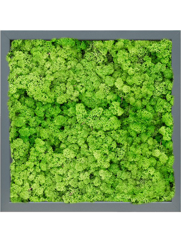 MDF RAL 7016 Zijdeglans 100% Rendiermos (Licht Grasgroen)