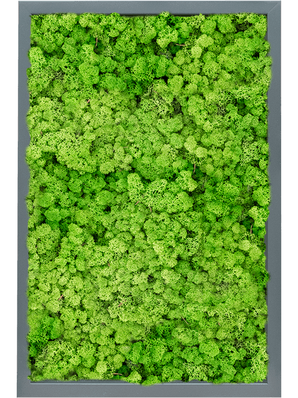 MDF RAL 7016 Zijdeglans 100% Rendiermos (Licht Grasgroen)