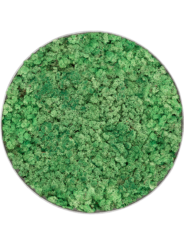 Nova Frame Natural-concrete 100% Rendiermos (Grasgroen)