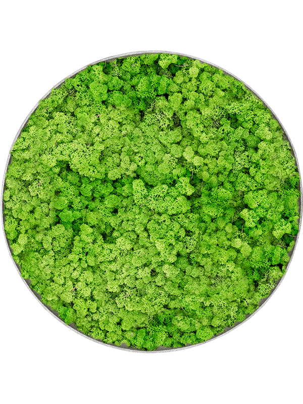 Nova Frame Natural-concrete 100% Rendiermos (Licht Grasgroen)