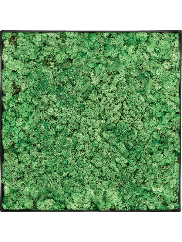 Nova Frame Anthracite-concrete 100% Rendiermos (Grasgroen)