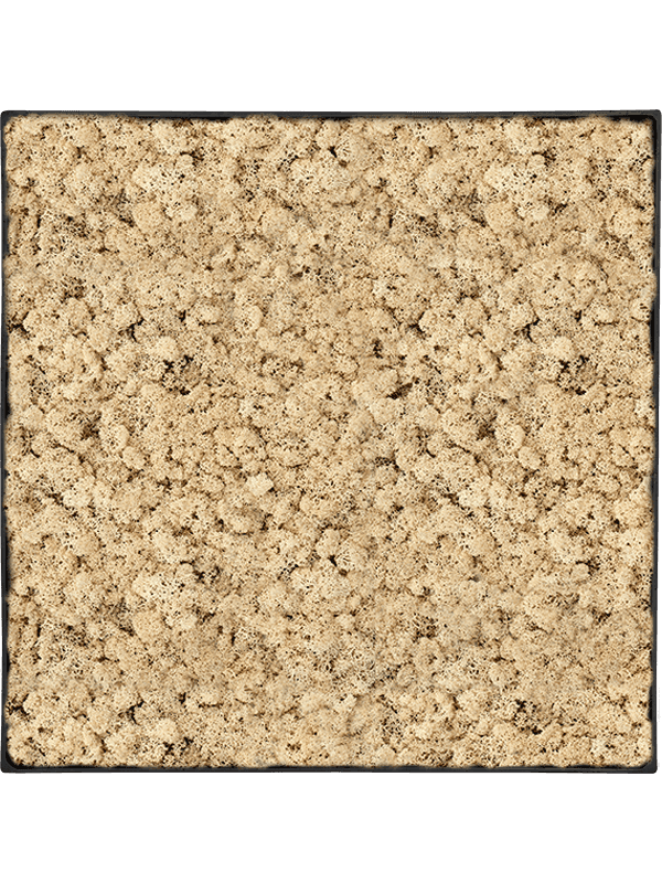 Nova Frame Anthracite-concrete 100% Rendiermos (Naturel)