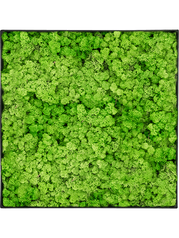 Nova Frame Anthracite-concrete 100% Rendiermos (Licht Grasgroen)