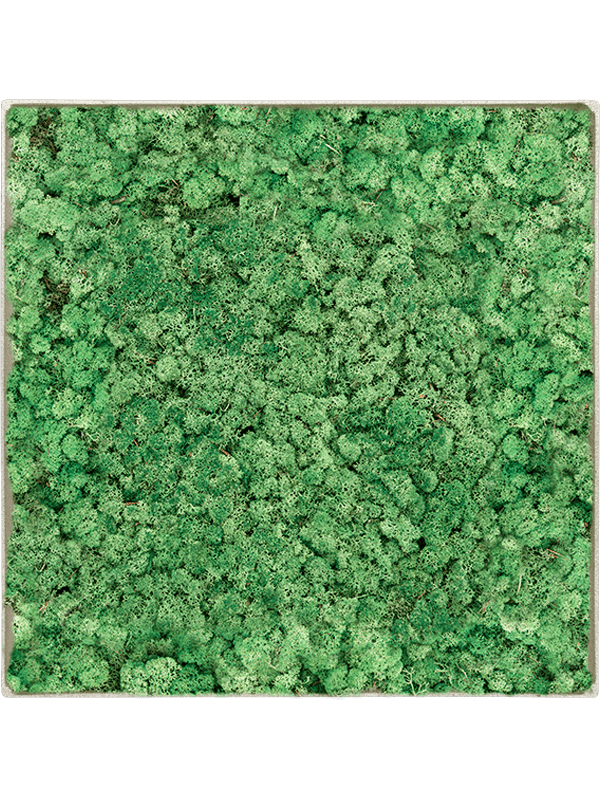 Nova Frame Antique White-concrete 100% Rendiermos (Grasgroen)