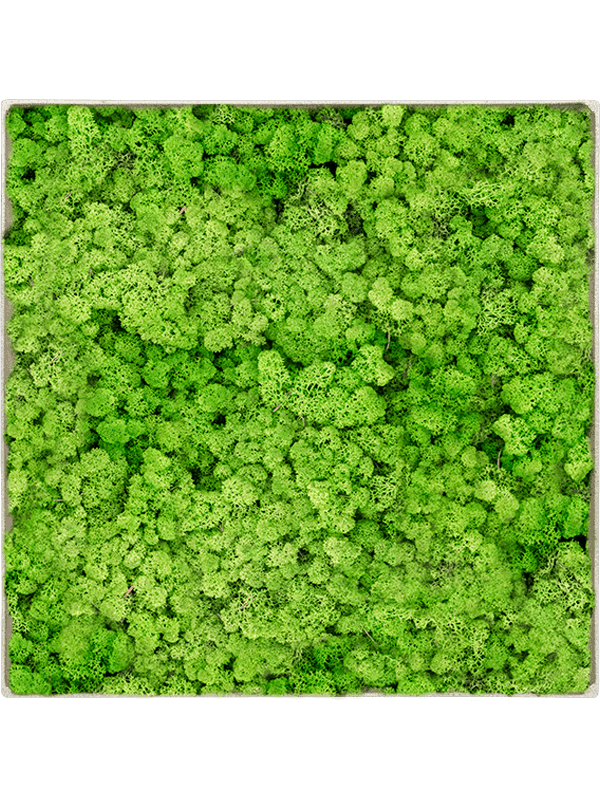 Nova Frame Antique White-concrete 100% Rendiermos (Licht Grasgroen)
